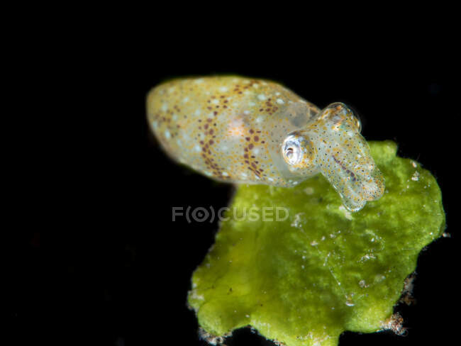 Retrato de un calamar en coral verde, Estrecho de Lembeh, Manado, Sulawesi del Norte, Indonesia - foto de stock