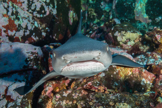 Primer plano de un tiburón de arrecife de Whitetip descansando en un arrecife de coral, Isla Socorro, Islas Revillagigedo, México - foto de stock