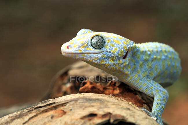 Gros plan d'un albinos Tokay gecko, Indonésie — Photo de stock