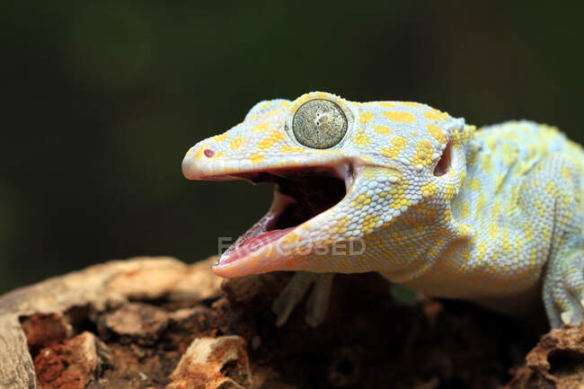 Primer plano de un Tokay gecko albino, Indonesia - foto de stock
