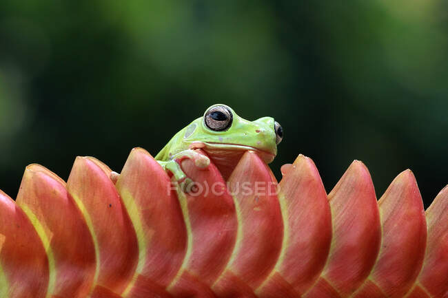 White's tree frog on a flower, Indonesia — Stock Photo