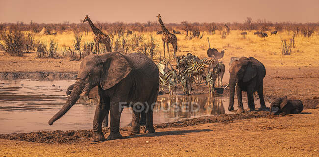 Elefantes, zebra, girafas e avestruz por um buraco de água, Namíbia — Fotografia de Stock