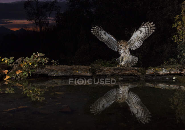 Reflexão de uma coruja tawny em uma lagoa, Espanha — Fotografia de Stock