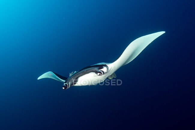 Giant Oceanic Manta Ray swimming underwater, San Benedicto, Revillagigedo Islands, Mexico — Stock Photo