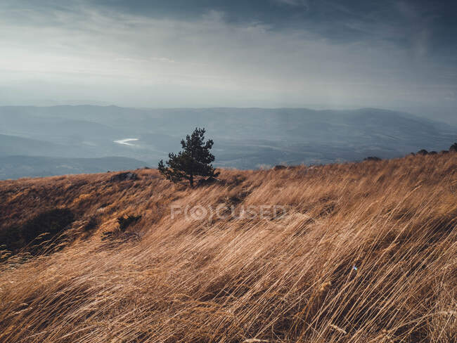 Самотнє дерево в гірському ландшафті (Болгарія). — стокове фото