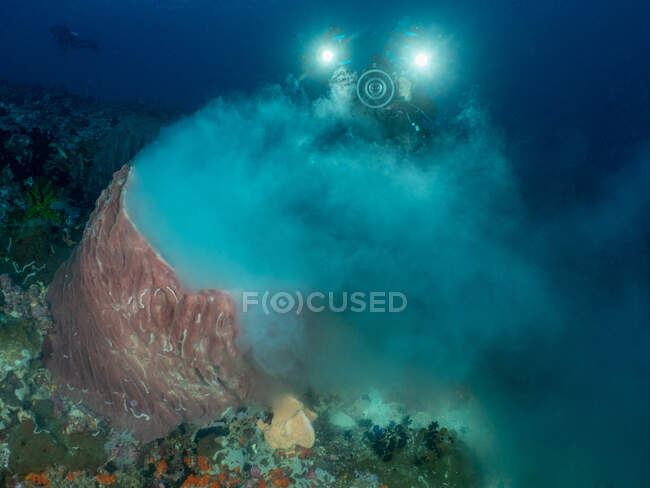 Diver fotografare e filmare Coral Spawning, Mare di Banda, Indonesia — Foto stock