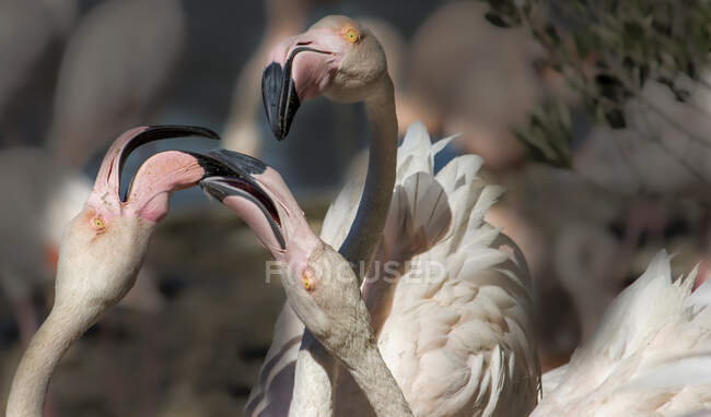 Крупный план трех фламинго, Франция — стоковое фото