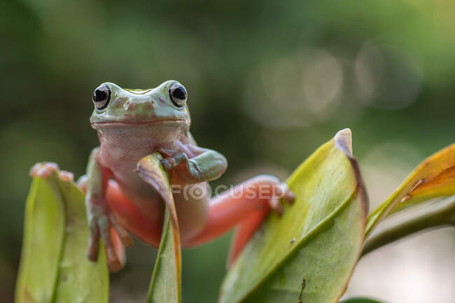 Dumpy tree frog on a plant, Indonesia — Stock Photo