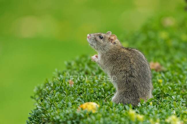 Nahaufnahme einer Ratte im Garten — Stockfoto