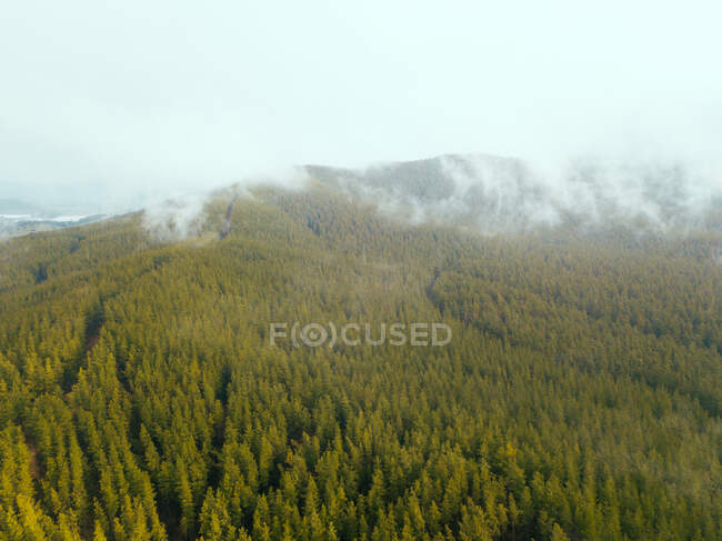 Brouillard au-dessus d'une forêt alpine, parc national du Mont Buffalo, Myrtelford, Victoria, Australie — Photo de stock