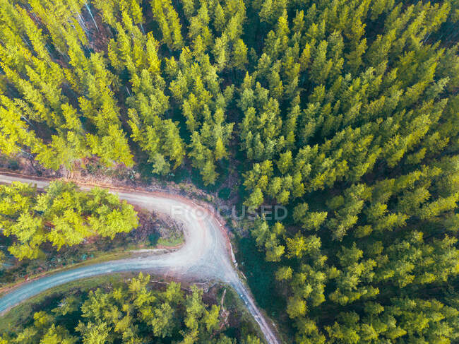 Veduta aerea di una strada attraverso una foresta alpina, Mount Buffalo National Park, Myrtelford, Victoria, Australia — Foto stock