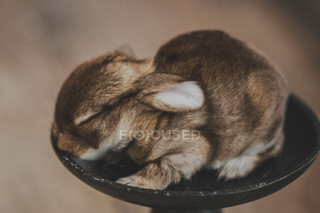 Кролик сидить у тарілці — стокове фото