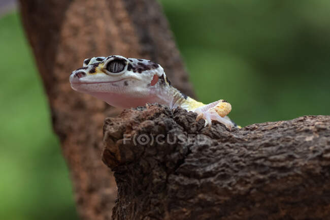 Portrait of a baby leopard gecko, Indonesia — Stock Photo