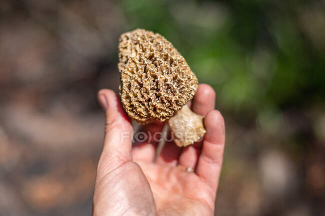 Main d'homme tenant un champignon sauvage, États-Unis — Photo de stock