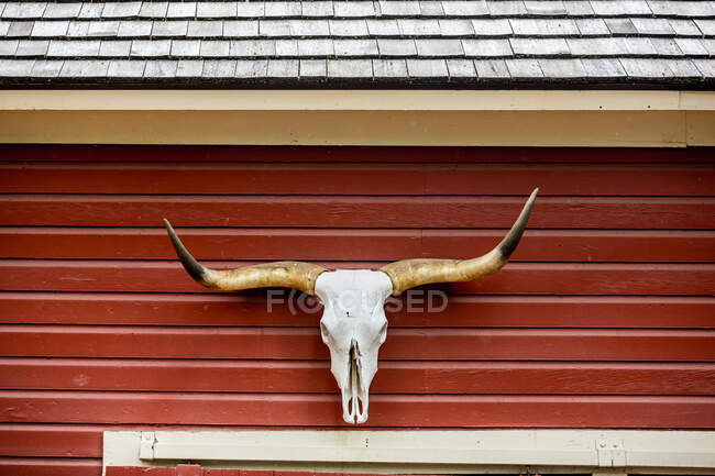 Chifres de gado Longhorn pendurados no exterior de um celeiro vermelho, Texas, EUA — Fotografia de Stock