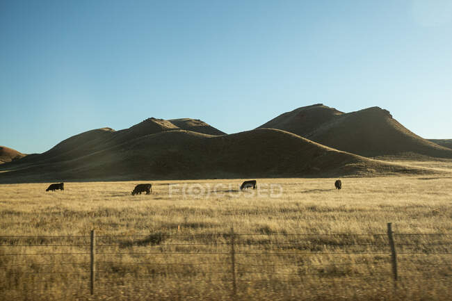 Cattle grazing in a meadow, USA — Stock Photo