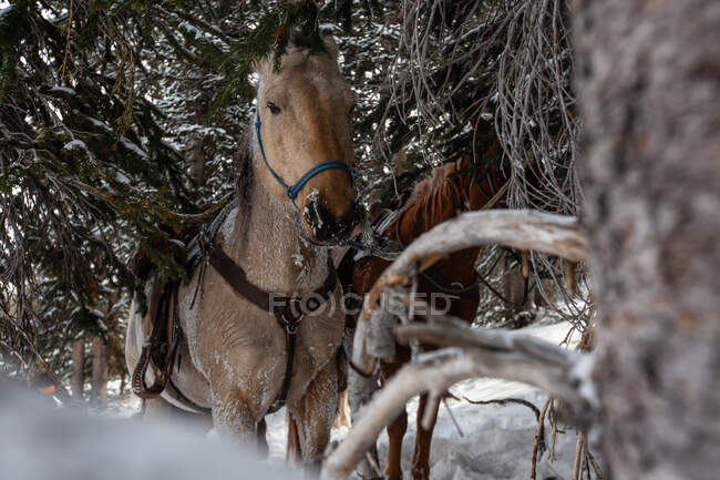 Dois cavalos em pé na floresta na neve, EUA — Fotografia de Stock