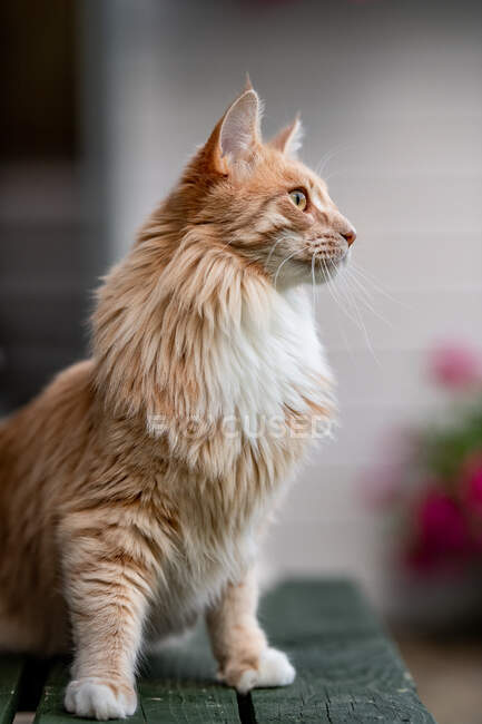 Ritratto di uno zenzero Maine gatto bozzolo in un giardino — Foto stock