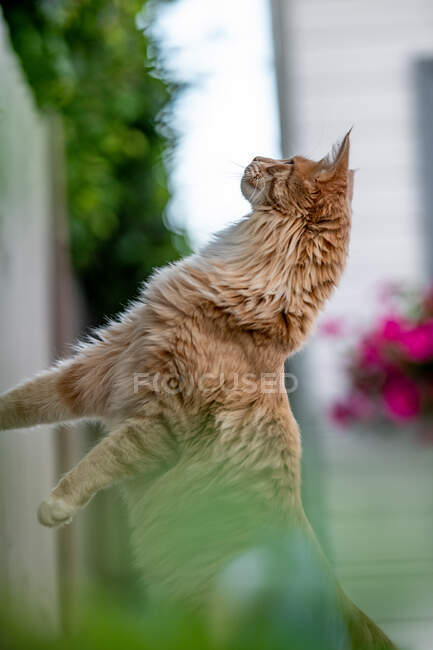 Maine Coon cat in a garden rearing up — Stock Photo
