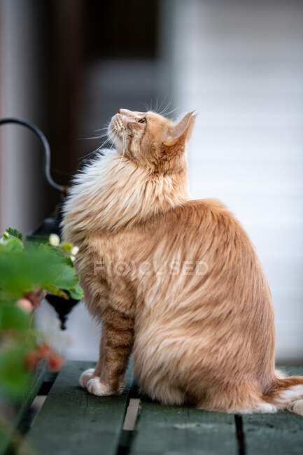 Maine Coon cat sitting in a garden — Stock Photo