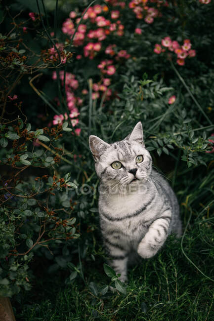 Ritratto di un gatto stenografico britannico in un giardino — Foto stock
