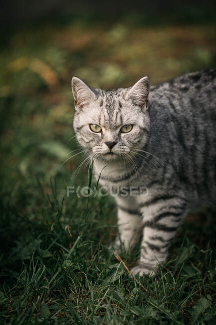 Retrato de um gato britânico tabby shorthair em um jardim — Fotografia de Stock