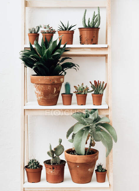 Primer plano de plantas suculentas en un estante - foto de stock