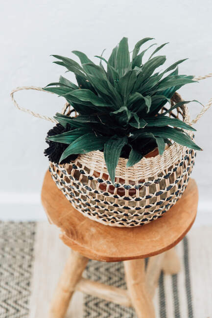 Plant in a macrame holder on a wooden stool — Stock Photo