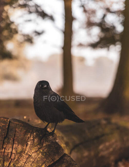 Blackbird de pie sobre un tronco, Bushy Park, Richmond-upon-Thames, Londres, Reino Unido - foto de stock