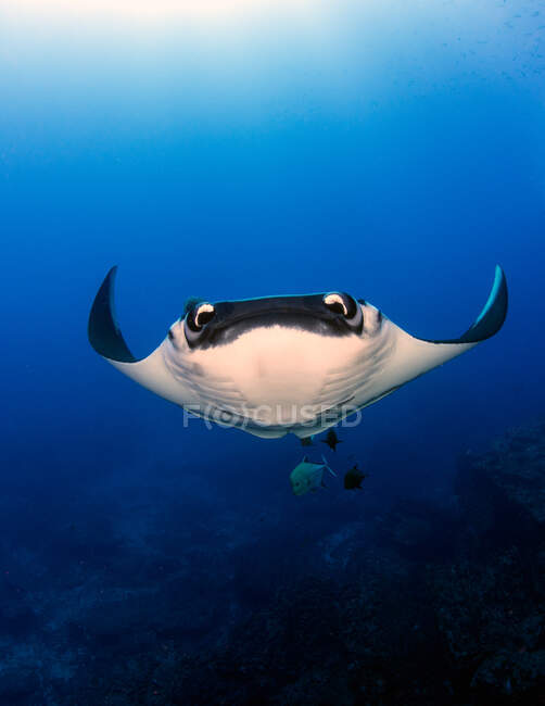 Manta Ray géant océanique nageant sous l'eau, San Benedicto, Îles Revillagigedo, Mexique — Photo de stock