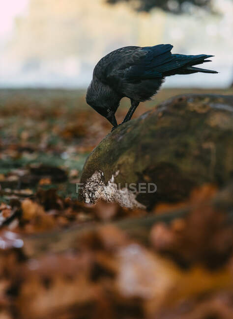 Черная птица, стоящая на скале, парк Фэхи, Ричмонд-апон-Тамс, Лондон, Ук — стоковое фото