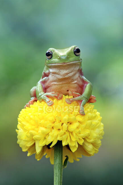 White 's Laubfrosch auf einer Blume, Indonesien — Stockfoto