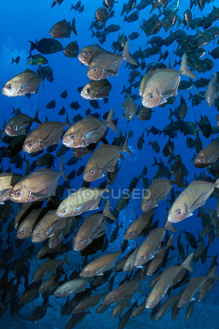 École de poissons nageant sous l'eau, Mexique — Photo de stock