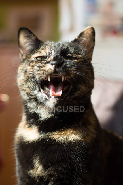 Portrait of a tortoiseshell cat snarling — Stock Photo