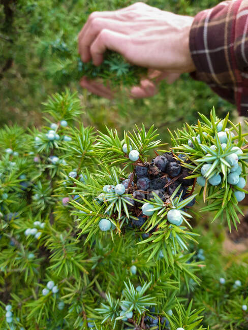 Close-up of a man picking juniper berries, Italy — Stock Photo