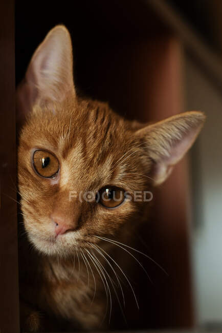 Primo piano Ritratto di un gatto zenzero — Foto stock