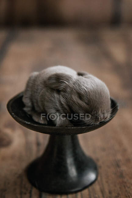 Conejo bebé sentado en un plato - foto de stock