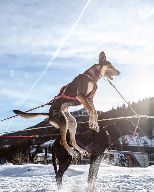 Two mushing dogs tied to a sledge, USA — Stock Photo