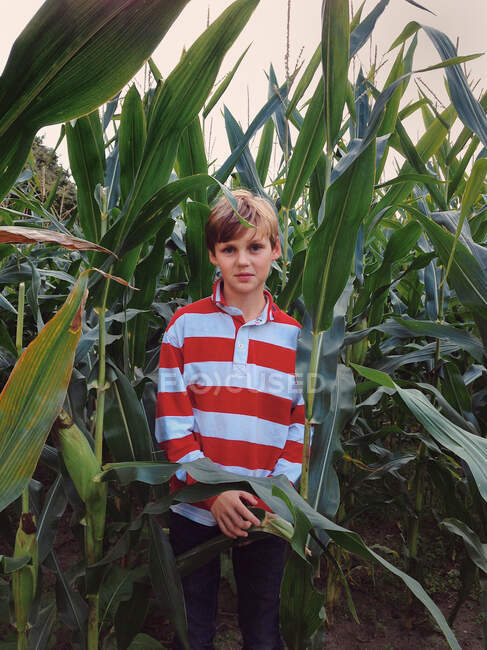 Porträt eines lächelnden Jungen, der in einem Maisfeld steht, Niederlande — Stockfoto