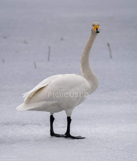 Portrait of a swan on frozen lake, Nordmela, Andoya, Vesteralen, Nordland, Norway — Stock Photo