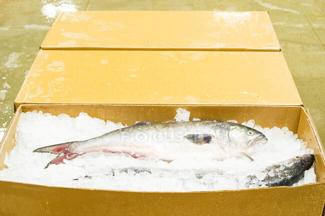 Close-up de caixas de peixes congelados em um mercado de peixe, Hunts Point, The Bronx, Nova York, EUA — Fotografia de Stock