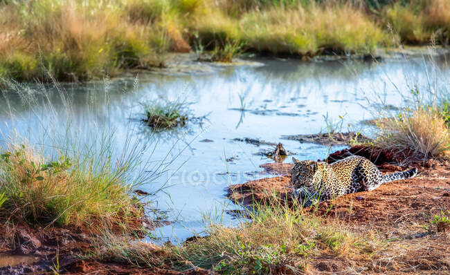 Leopard liegt an einem Flussufer, Kenia — Stockfoto