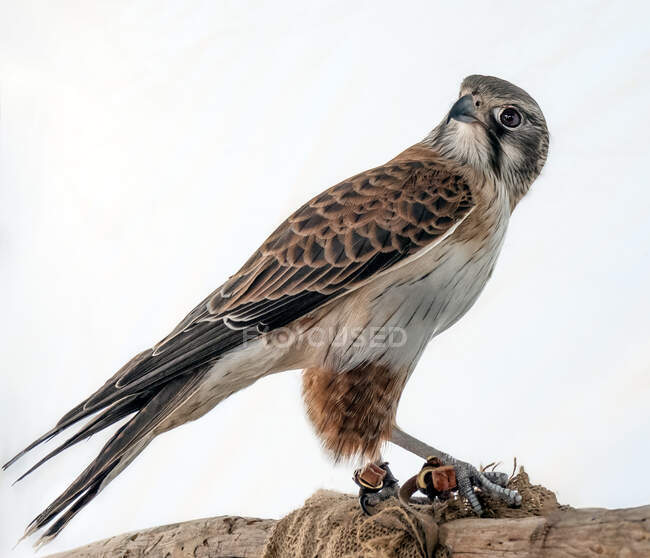 Ritratto di falco bruno su un ramo, Australia — Foto stock