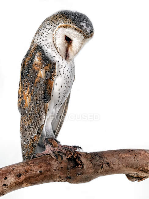 Portrait of a barn owl on a branch, Australia — Stock Photo