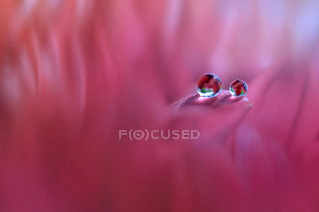Two dew drops on a pink flower, Indonesia — Stock Photo