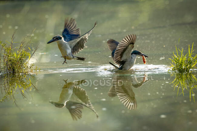Две птицы рыбачат в реке, Индонезия — стоковое фото