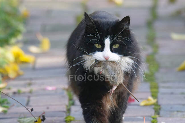 Portrait of a cat with a dead mouse — Stock Photo