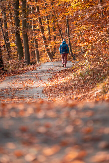 Mulher caminhando em uma floresta outonal, Salzburgo, Áustria — Fotografia de Stock