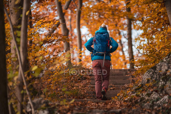 Senderismo femenino en un bosque otoñal, Salzburgo, Austria - foto de stock