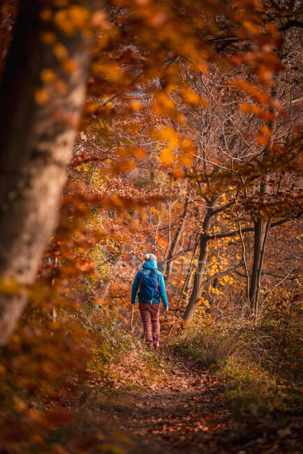 Женщина в походе в осеннем лесу, Зальцбург, Австрия — стоковое фото